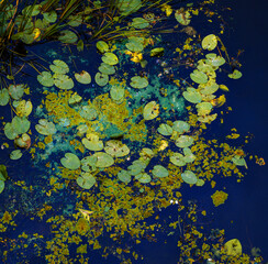 Water lilies natural background 