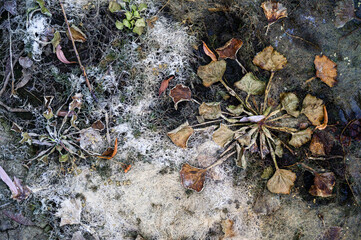 Concept of life and death in nature 