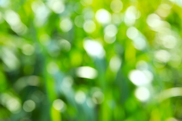 草に差し込む光をぼかした緑の背景