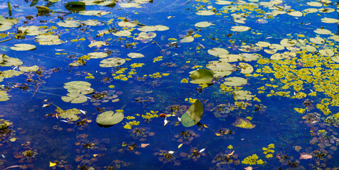 Water lilies natural background 