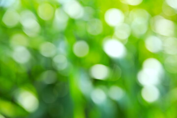 Obraz premium 草に差し込む光をぼかした緑の背景