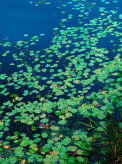 Water lilies natural background 