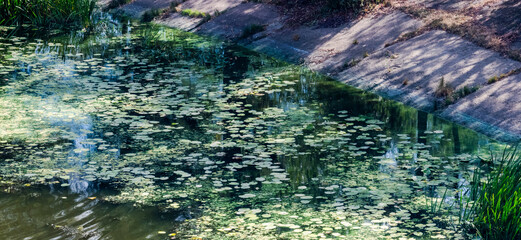 Algae bloom and river water pollution.  Natural pattern 