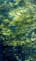 Water lilies natural background 