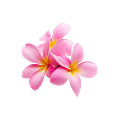 Pink Plumeria Flowers Isolated on Black Background