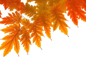 autumn maple leaves