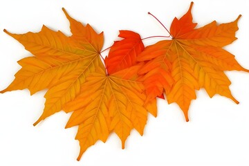 maple leaf isolated on white