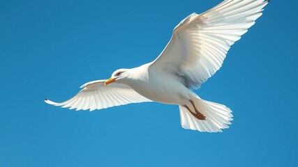 Obraz premium A serene and majestic white bird glides gently through a clear blue sky, its wings outstretched and feathers ruffled by a gentle breeze on a sunny day.