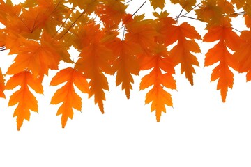 autumn leaves isolated on white