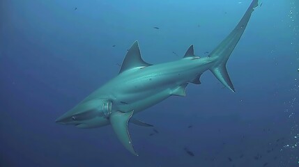 Fototapeta premium Bull Shark Swimming in Blue Ocean