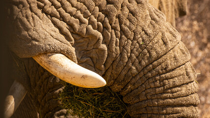 Elephants in Namibia, Southern Africa