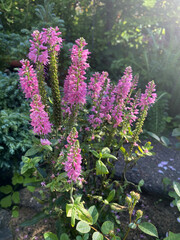 Obraz premium Spiked veronica with pink blossoms growing in a garden under sunlight. 