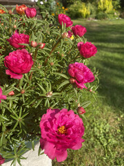 Portulaca with bright pink flowers growing in a pot under sunlight in a garden.
