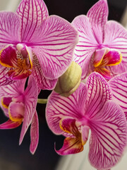 Close up view of orchid flowers