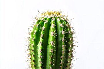 Naklejka premium Close-up of a wild desert cactus plant with spikes in green, isolated on a white backdrop. Generative Ai
