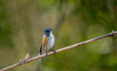Blue-tailed Nightingale (Tarsiger cyanurus). Japan.