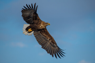 White-tailed Eagle in a snowy environment in Japan