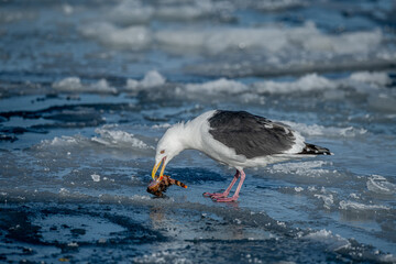 Lesser Black-backed Gull.( Larus fuscus )