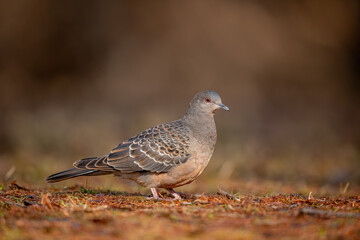 European turtle dove (Streptopelia turtur), japan.