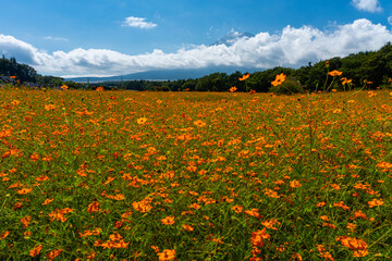 咲き乱れるキバナコスモス