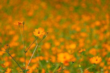 キバナコスモス