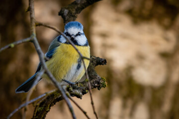 Modraszka portret ptaki polski na gałęzi w jesienne tło  © Adrian