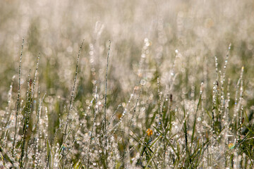 Jesienna polana w rosie, kropelki wody mgła © Adrian