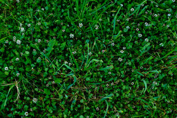 Green field of trimmed lawn, top view. Background from mown green grass with clover for publication, poster, calendar, post, screensaver, wallpaper, postcard, cover, website. High quality photo
