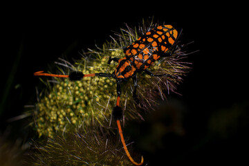 Macro shot of Scarab Beetle, orange black beetle, long-horned beetle, Aristobia approximator, beetle on plant
