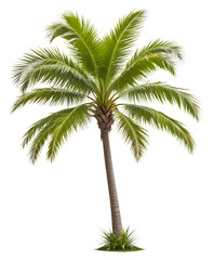 A Tall Beach Coconut Palm Tree