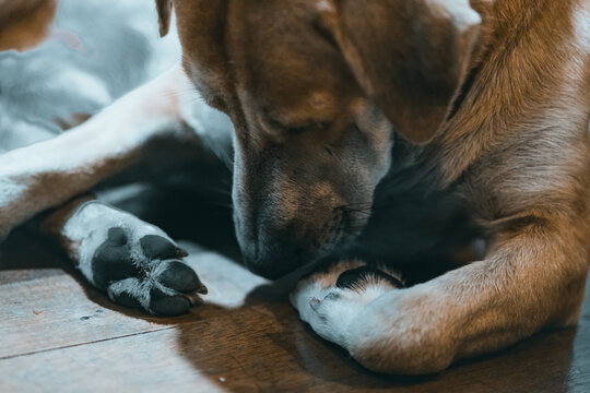 Brown dog licking its paw.