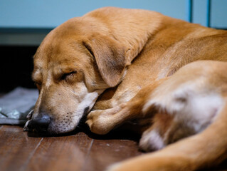 Brown dog sleeping on the wooden floor.