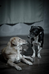 Brown and black dogs in the wooden floor.