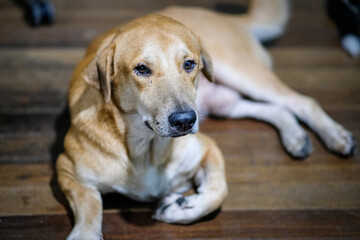 Brown dog resting in the wooden floor.