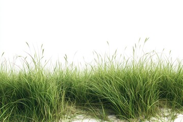 Fototapeta premium Lush grass background on solid white background, single object