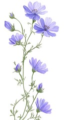 flowers isolated on white