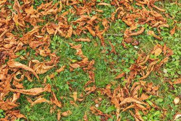 Autumn leaves scattered on green grass, dried foliage on lawn, nature scene, fall season ambiance, natural autumn background, autumn concept