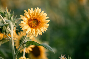 A vibrant sunflower stands tall in the foreground, illuminated by soft sunlight, surrounded by a blurred background of green foliage. The yellow petals radiate around a detailed patterned center.