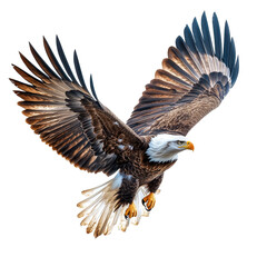 Obraz premium A majestic bald eagle, soaring through the sky, photorealistic style, detailed feathers in brown and white, isolated on white background. 