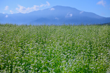 白い絨毯のようなそばの花畑