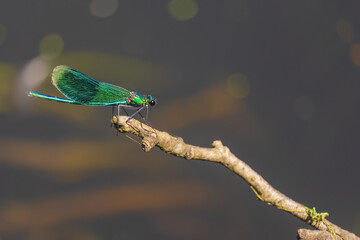 A green dragonfly is perched on a branch
