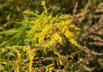 Butterfly resting on goldenrod flowers in a sunny meadow