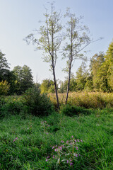 Tranquil meadow with tall trees and wildflowers in sunlight
