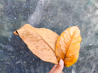 Dry leaves next to the house and held by hand