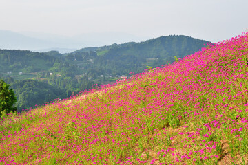 Obraz premium 山古志 薬師の陵（新潟県）