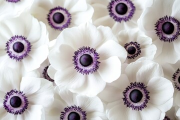 A cluster of delicate white flowers with striking purple centers fills the frame, showcasing their natural beauty and intricate details