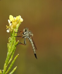 Mosca asesina