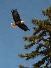 Bald eagle soaring under blue skies.