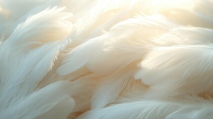 Obraz premium ethereal closeup of white feathers bathed in soft diffused light delicate textures and subtle shadows create a serene spiritual atmosphere evoking purity and peace