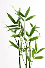 Fototapeta premium A single stem of a plant placed in a vase on a table, perfect for home decor or as a centerpiece